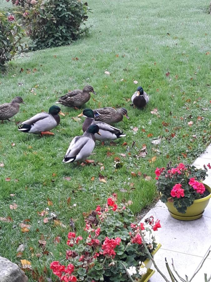 La Mare Aux Canards Sassetot-le-Mauconduit Dış mekan fotoğraf